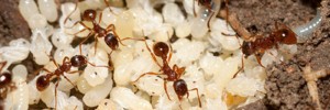 Ameisenbekämpfung in der Region Dresden